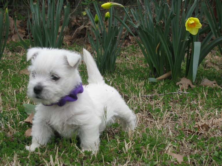 How do you find free Westies to adopt?