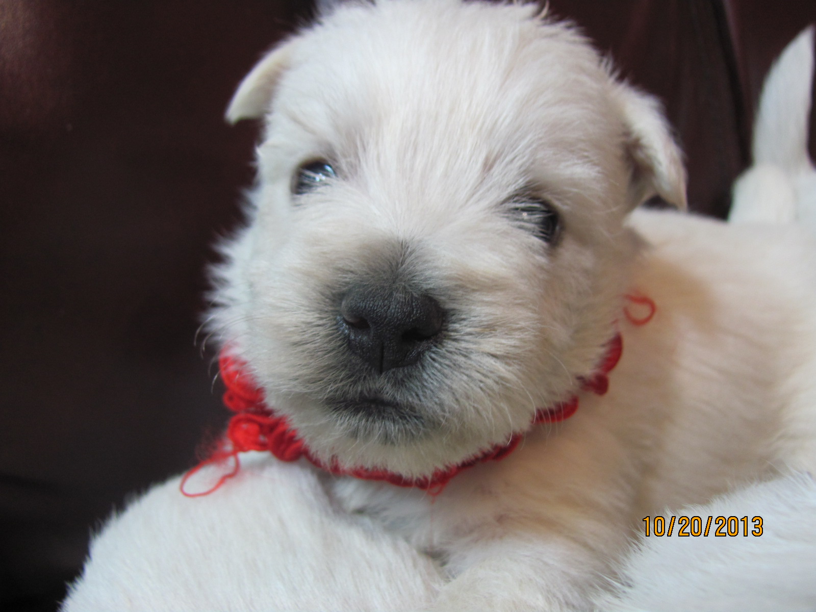 Nancy's Westies Morag''s Litter of Westie Puppies for Sale