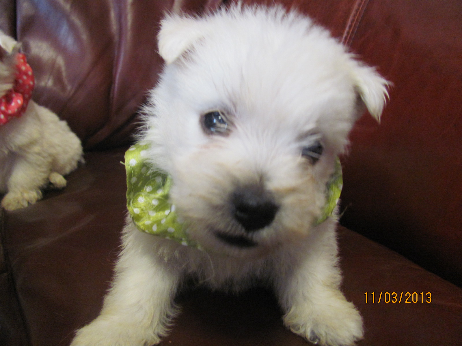 Nancy's Westies Peigi's Litter of Westie Puppies for Sale