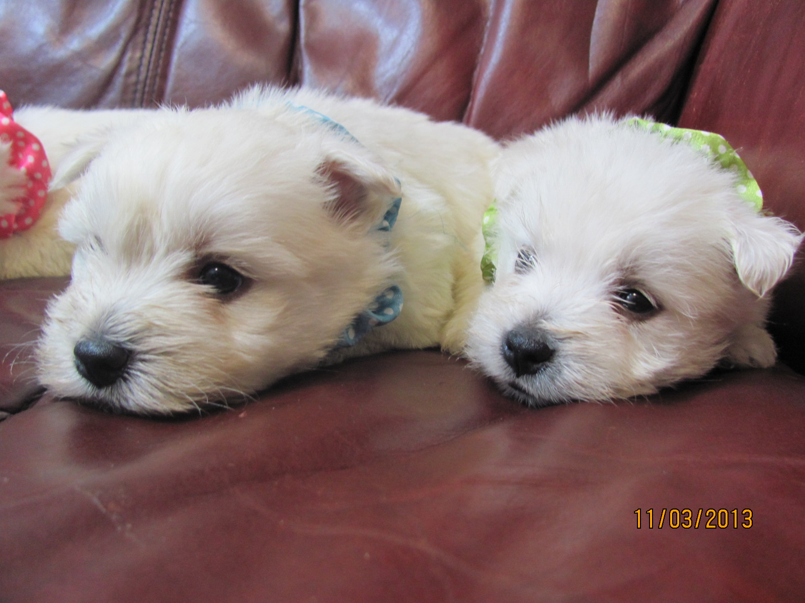 Nancy's Westies Peigi's Litter of Westie Puppies for Sale