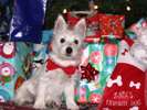 Zoe the Westie Puppy at Christmas