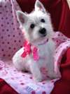 Zoe, the Westie Puppy, at Valentines